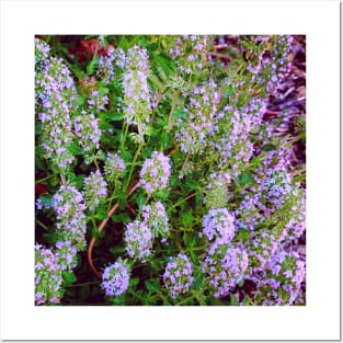 Flowering Thyme Plant Posters and Art